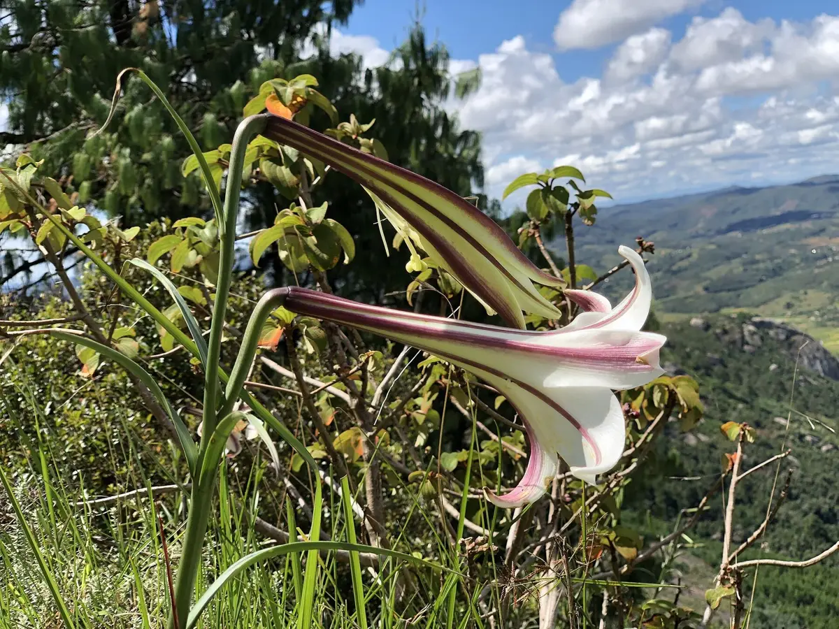 Fleur sauvage au premier plan et collines boisées de l'Angavokely
