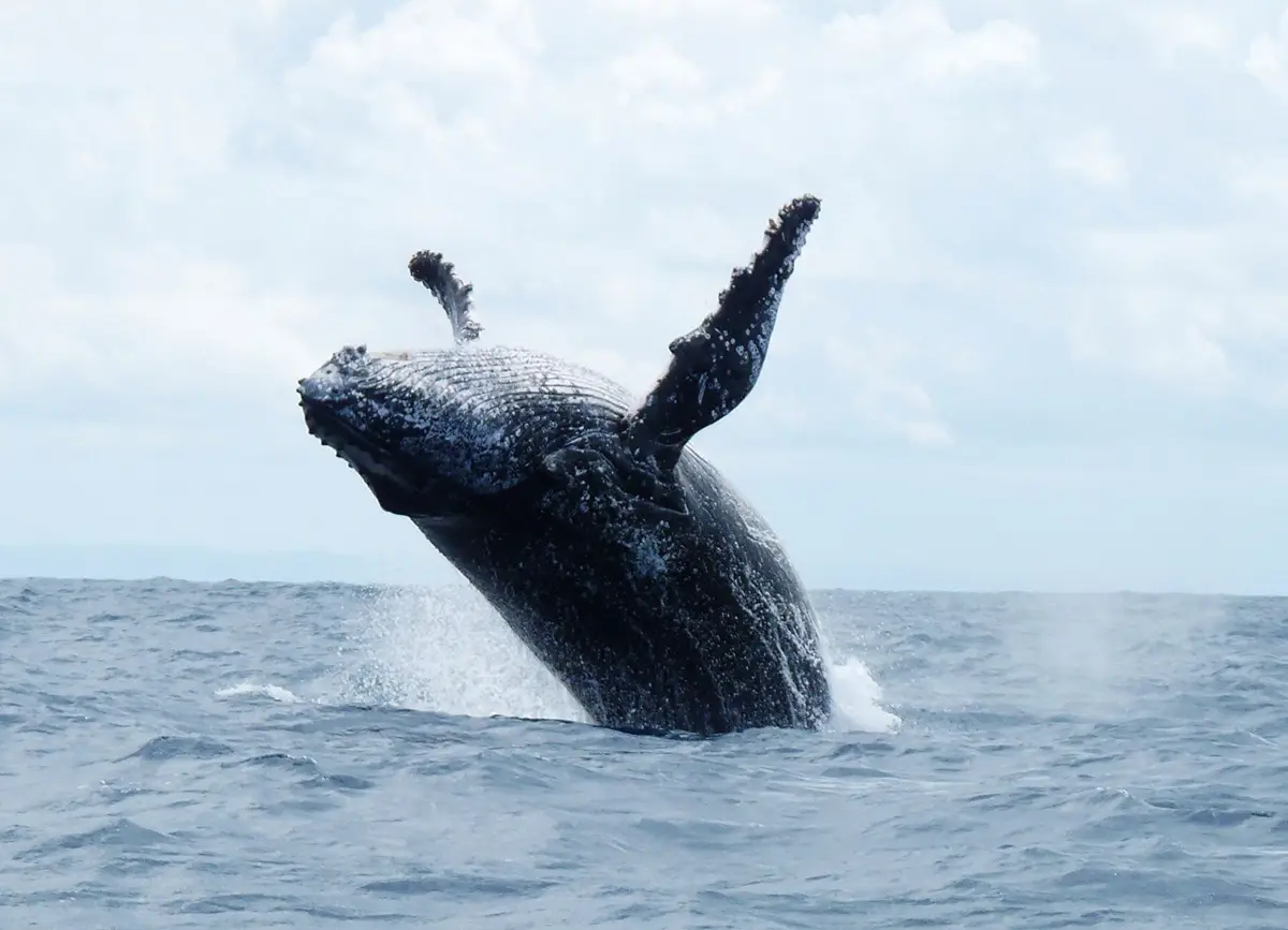 Saut d'une baleine à bosse devant la côte de Sainte-Marie