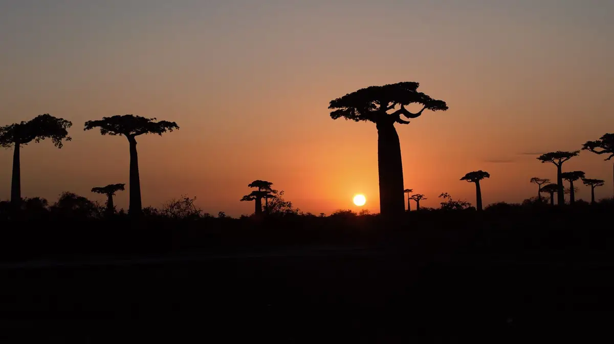 Silhouettes de baobabs au coucher du soleil sur l'Allée des Baobabs