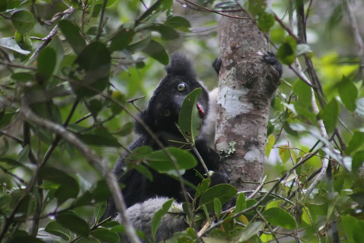 Indri accroché à un tronc dans la forêt d'Andasibe